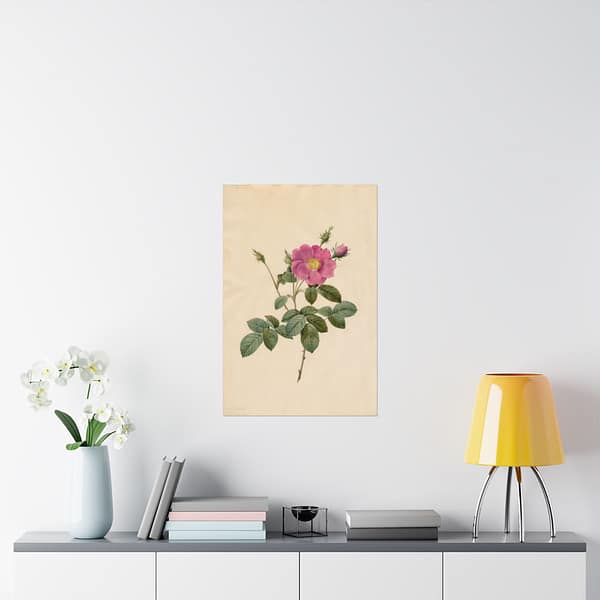 13945826555710952841_2048.jpeg Cabbage Rose (Rosa Centifolia Simplex) – Pierre-Joseph Redouté (c. 1817-24) – Botanical Poster Print