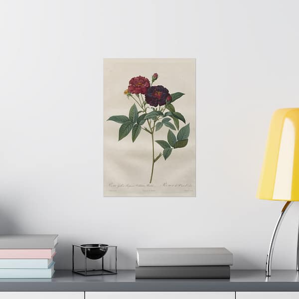 13984911047145157592_2048.jpeg Rosa Gallica Purpurea Velutina Parva (Rosier de Van-Eeden) – Pierre-Joseph Redouté (c. 1817-24) – Botanical Poster Print