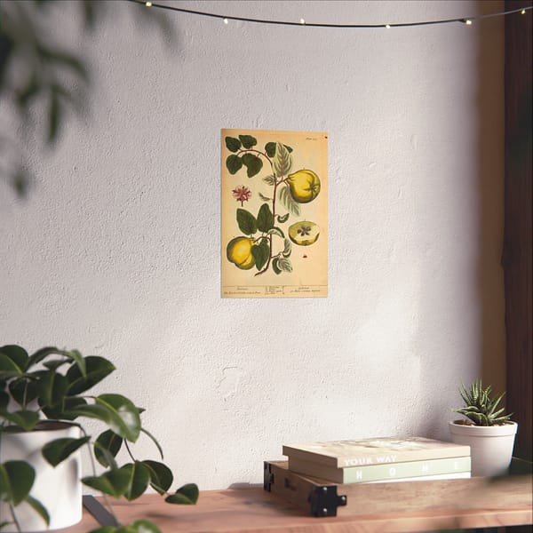 13992188644196516337_2048.jpeg Quinces (Cydonea, or Mala cotonea major), A Curious Herbal – Elizabeth Blackwell (1737) – Botanical Poster Print