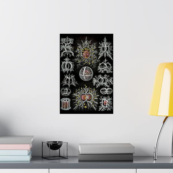 14006250992719856418_2048.jpeg Radiolaria, Stephoidea – Kunstformen der Natur, plate 71 – Ernst Haeckel (1904) – Natural History Poster Print