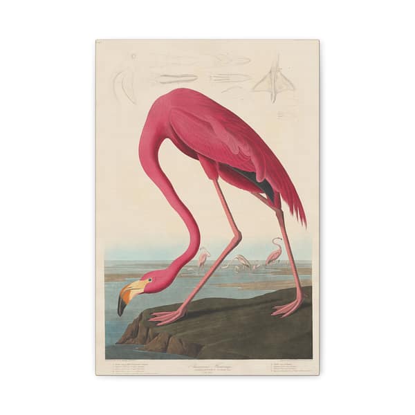 14058852402589243416_2048.jpeg American Flamingo, Birds of America – John James Audubon (1838) – Natural History Canvas Print