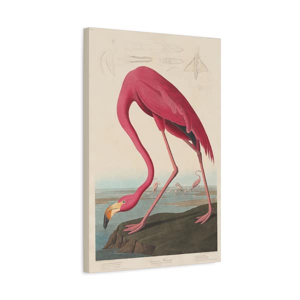 14158669269488379837_2048.jpeg American Flamingo, Birds of America – John James Audubon (1838) – Natural History Canvas Print