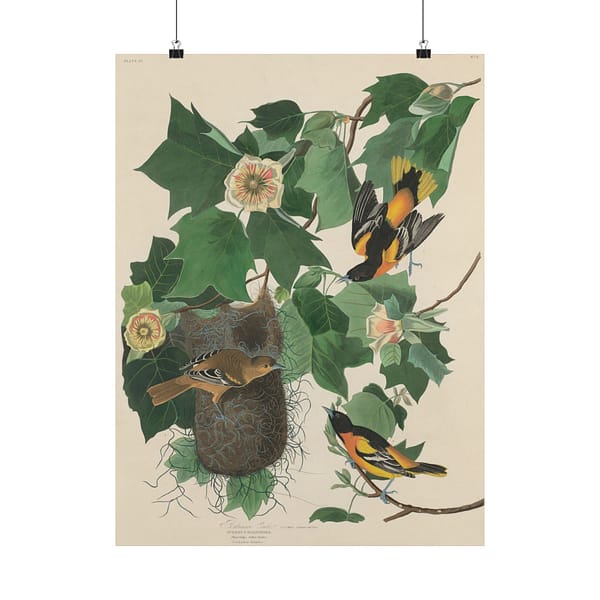 14178255029691847980_2048.jpeg Baltimore Oriole, Birds of America – John James Audubon (1827) – Natural History Poster Print