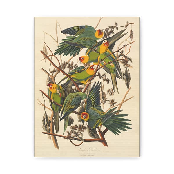 14231132227298289510_2048.jpeg Carolina Parakeet, Birds of America – John James Audubon (1828) – Natural History Canvas Print
