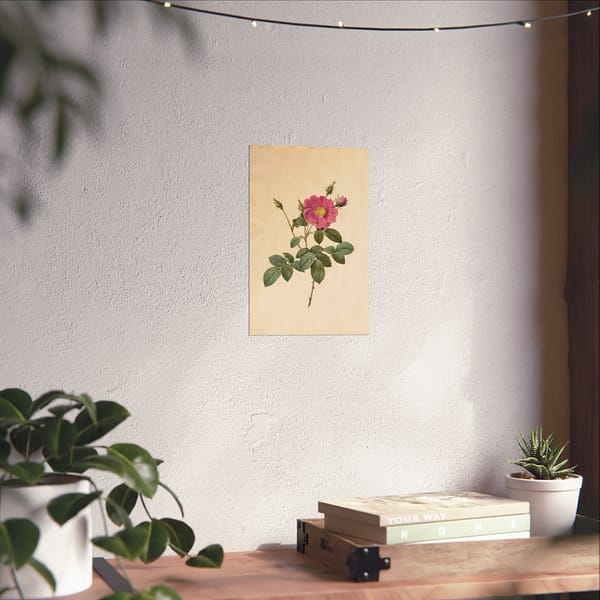 14257790935547340286_2048.jpeg Cabbage Rose (Rosa Centifolia Simplex) – Pierre-Joseph Redouté (c. 1817-24) – Botanical Poster Print