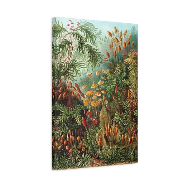 14337157353404303461_2048.jpeg Mosses (Muscinae), Kunstformen der Natur – Ernst Haeckel (1904) – Botanical Canvas Print