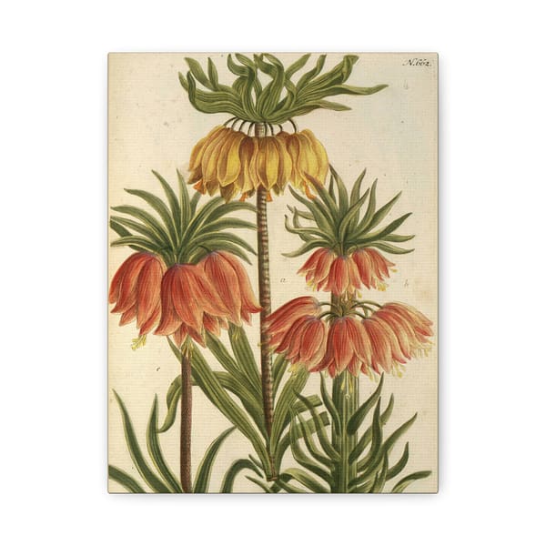 14375910592403791286_2048.jpeg Phytanthoza iconographia, Vol. 3, plate 662 – Johann Wilhelm Weinmann (1742) – Botanical Canvas Print