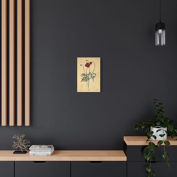 14391580163792067160_2048.jpeg Red Poppy (Papaver, rubrum, erraticum, rhoeas), A Curious Herbal – Elizabeth Blackwell (1737) – Botanical Canvas Print