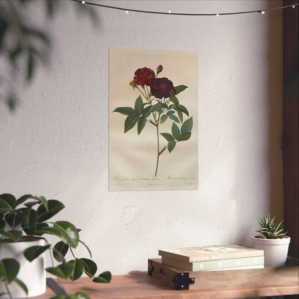 14447799058625956171_2048.jpeg Rosa Gallica Purpurea Velutina Parva (Rosier de Van-Eeden) – Pierre-Joseph Redouté (c. 1817-24) – Botanical Poster Print