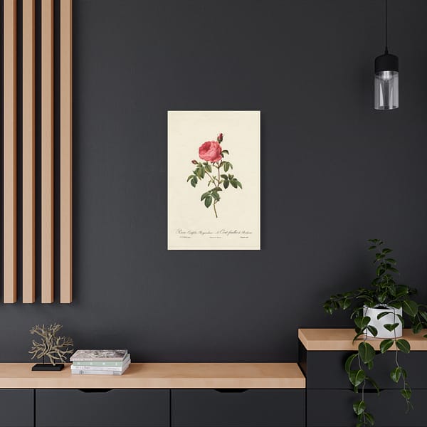 14657297526105889237_2048.jpeg Rosa Centifolia Burgundiaca (le Cent-feuilles de Bordeaux) – Pierre-Joseph Redouté (c. 1817-24) – Botanical Canvas Print