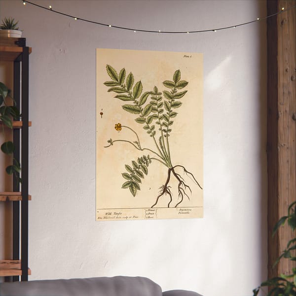 14717338389445214286_2048.jpeg Wild Tansie (Argentina, Potentilla), A Curious Herbal - Elizabeth Blackwell (1737) - Botanical Poster Print