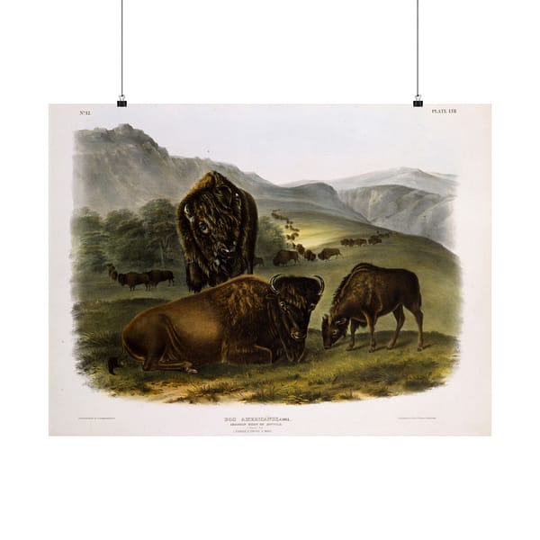 14881575915349101261_2048.jpeg Bos Americanus, American Bison or Buffalo, plate 57 – John James Audubon (1845) – Natural History Poster Print