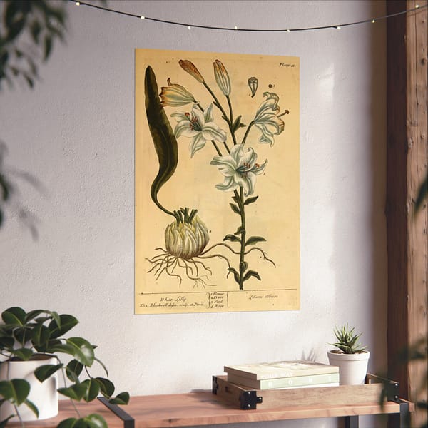 15173463224130061760_2048.jpeg White Lily (Lilium album), A Curious Herbal – Elizabeth Blackwell (1737) – Botanical Poster Print