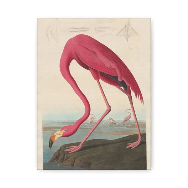 15202802177052222212_2048.jpeg American Flamingo, Birds of America – John James Audubon (1838) – Natural History Canvas Print