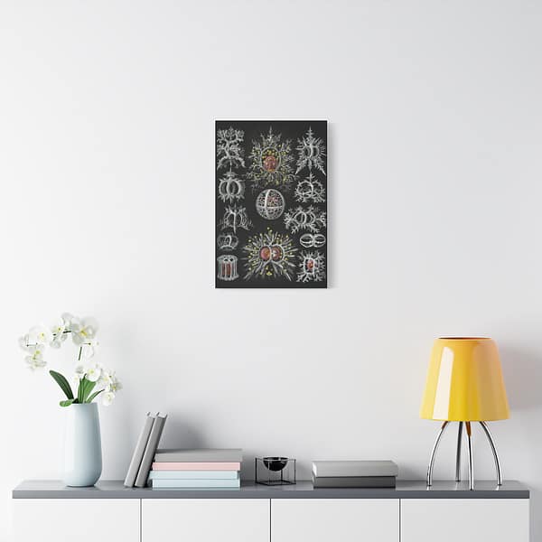 1522837650544040705_2048.jpeg Radiolaria, Stephoidea – Kunstformen der Natur, plate 71 – Ernst Haeckel (1904) – Natural History Canvas Print