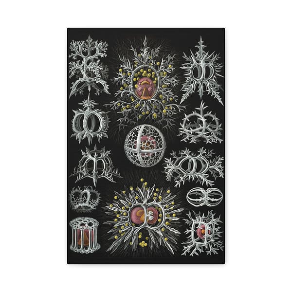 15235005978448797703_2048.jpeg Radiolaria, Stephoidea – Kunstformen der Natur, plate 71 – Ernst Haeckel (1904) – Natural History Canvas Print