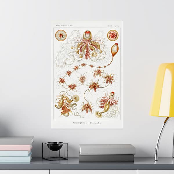 1526785898770359297_2048.jpeg Siphonophorae, Kunstformen der Natur, plate 7 – Ernst Haeckel (1904) – Natural History Poster Print