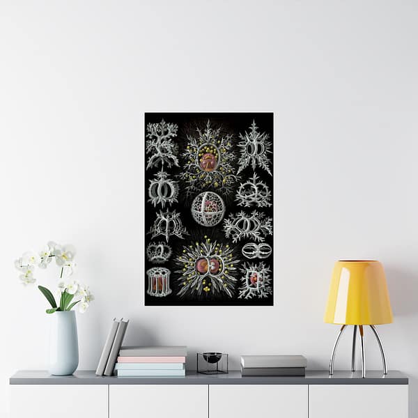 15300112572445477406_2048.jpeg Radiolaria, Stephoidea – Kunstformen der Natur, plate 71 – Ernst Haeckel (1904) – Natural History Poster Print