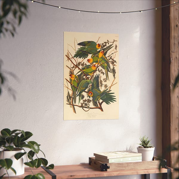 1533657148655690154_2048.jpeg Carolina Parakeet, Birds of America – John James Audubon (1828) – Natural History Poster Print
