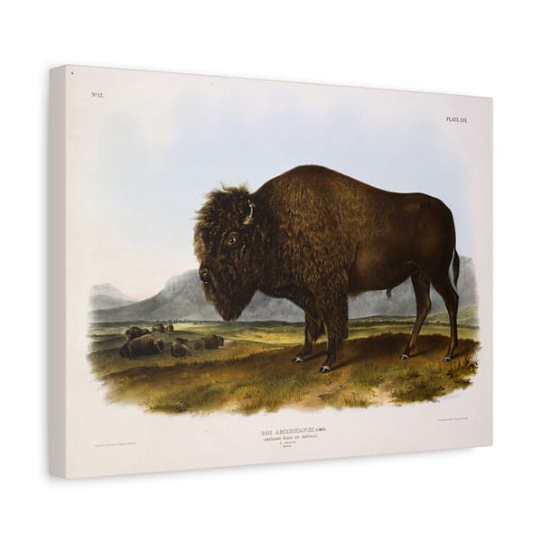 1534669111781501094_2048.jpeg Bos Americanus, American Bison or Buffalo, plate 56 – John James Audubon (1845) – Natural History Canvas Print