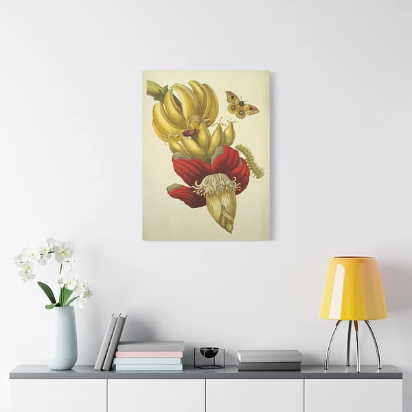 15405679746588450931_2048.jpeg Banana Flower and Fruit, Metamorphosis Insectorum Surinamensium – Maria Sibylla Merian (1705) – Botanical Canvas Print