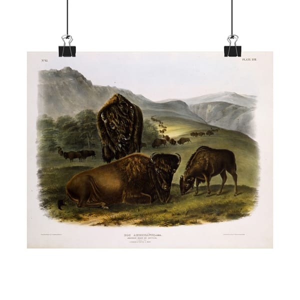 15429786553205489602_2048.jpeg Bos Americanus, American Bison or Buffalo, plate 57 – John James Audubon (1845) – Natural History Poster Print