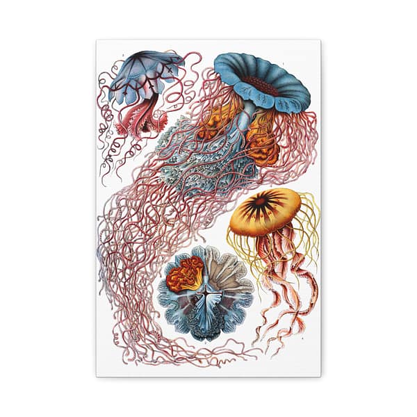 15500497461912585327_2048.jpeg Jellyfish (Discomedusae), Kunstformen der Natur – Ernst Haeckel (1904) – Natural History Canvas Print