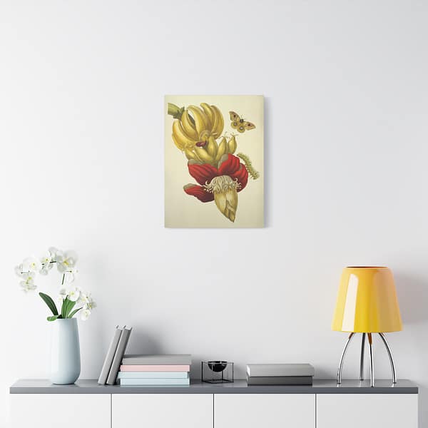 15521645105887719499_2048.jpeg Banana Flower and Fruit, Metamorphosis Insectorum Surinamensium – Maria Sibylla Merian (1705) – Botanical Canvas Print