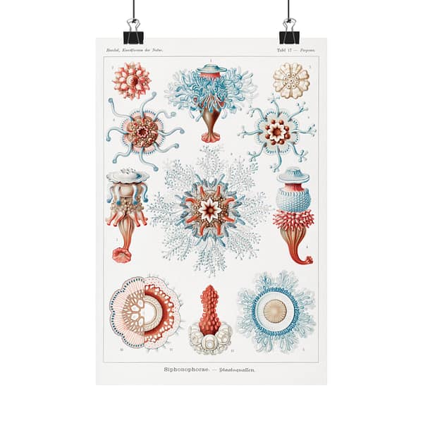 15533360217747388833_2048.jpeg Siphonophorae, Kunstformen der Natur, plate 17 – Ernst Haeckel (1904) – Natural History Poster Print