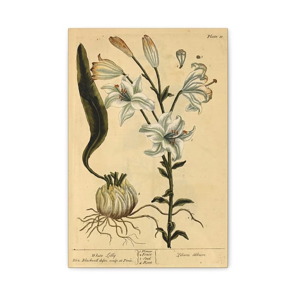 15538277612252228632_2048.jpeg White Lily (Lilium album), A Curious Herbal – Elizabeth Blackwell (1737) – Botanical Canvas Print
