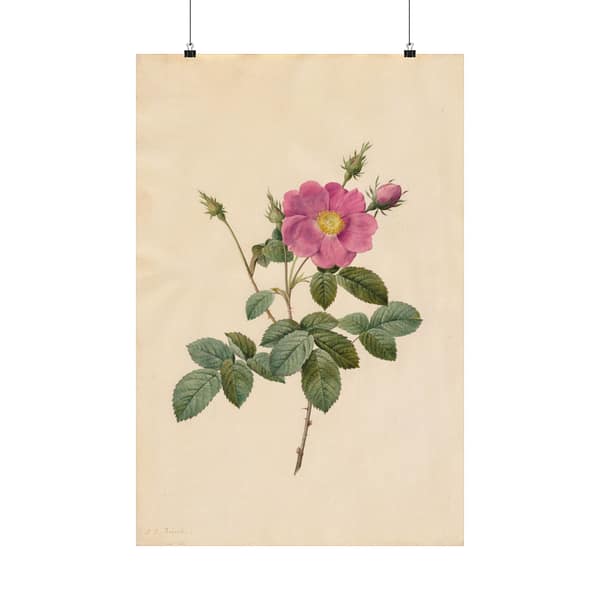 15669976069211764024_2048.jpeg Cabbage Rose (Rosa Centifolia Simplex) – Pierre-Joseph Redouté (c. 1817-24) – Botanical Poster Print