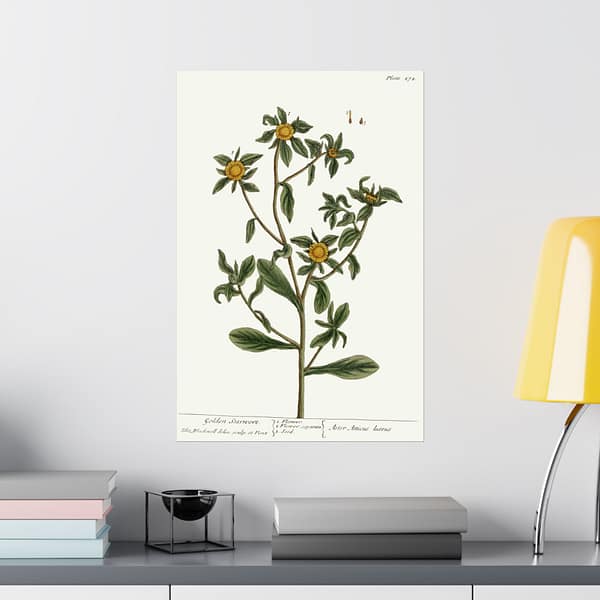 15767781455252712874_2048.jpeg Spiny Starwort (Pallenis spinosa), A Curious Herbal – Elizabeth Blackwell (1739) – Botanical Poster Print