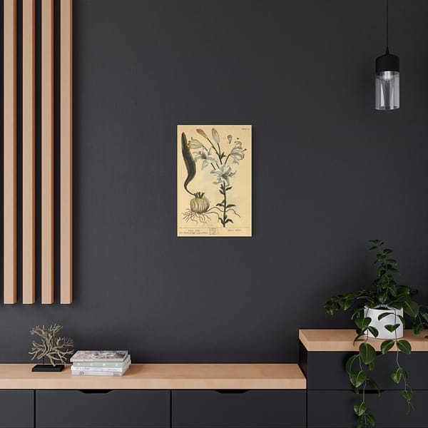 15854892144508275657_2048.jpeg White Lily (Lilium album), A Curious Herbal – Elizabeth Blackwell (1737) – Botanical Canvas Print
