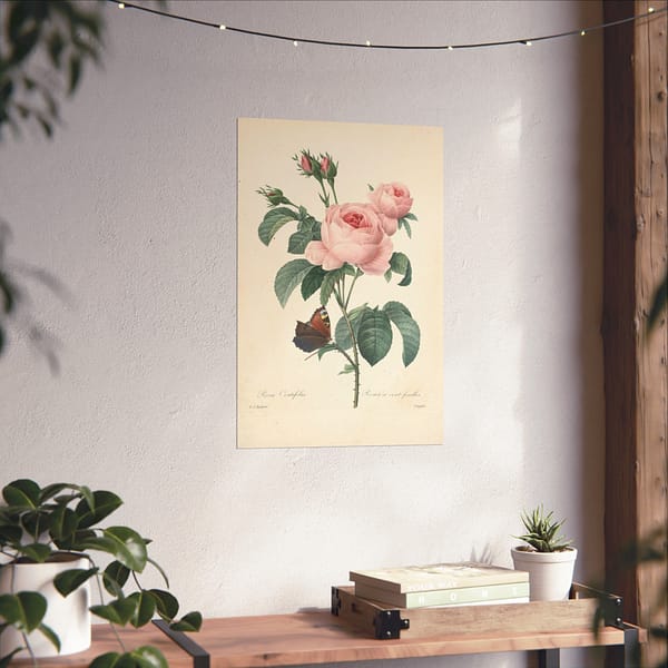 15931307298571095085_2048.jpeg Rosa Centifolia (Rosier à cent feuilles) – Pierre-Joseph Redouté (c. 1817-24) – Botanical Poster Print
