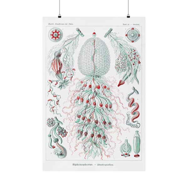 1594641154888625461_2048.jpeg Siphonophorae, Kunstformen der Natur, plate 59 – Ernst Haeckel (1904) – Natural History Poster Print