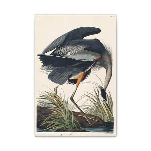 15968510474085455335_2048.jpeg Great Blue Heron, Birds of America – John James Audubon (1834) – Natural History Canvas Print