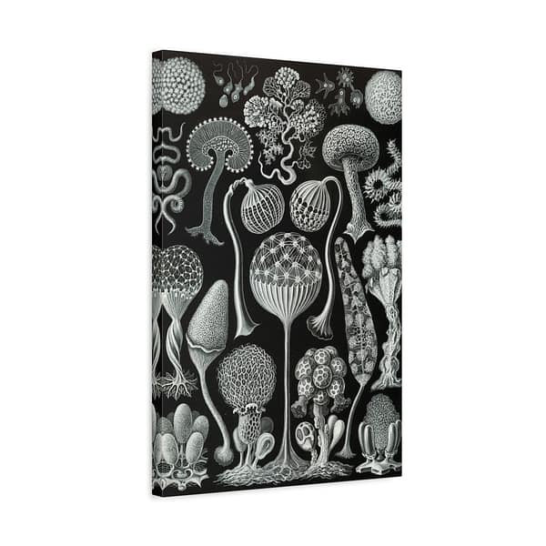 16279908240245072274_2048.jpeg Mycetozoa, Kunstformen der Natur, plate 93 – Ernst Haeckel (1904) – Natural History Canvas Print