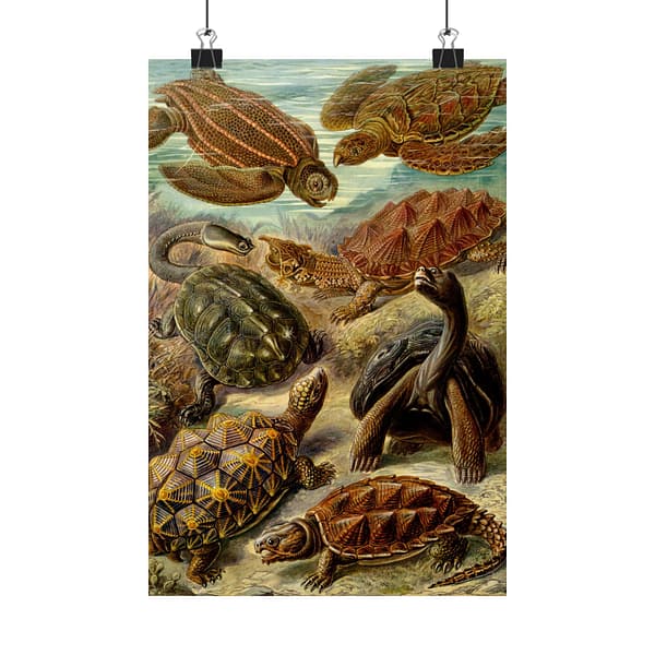 16336757039462404557_2048.jpeg Sea Turtles & Tortoises (Chelonia), Kunstformen der Natur – Ernst Haeckel (1904) – Natural History Poster Print