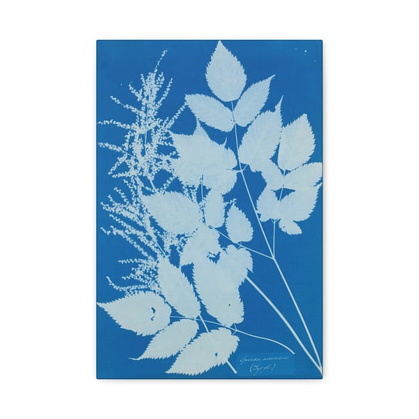 16374441940540535582_2048.jpeg Spiraea aruncus (Tyrol) Cyanotype – Anna Atkins (c. 1851-54) – Botanical Canvas Print