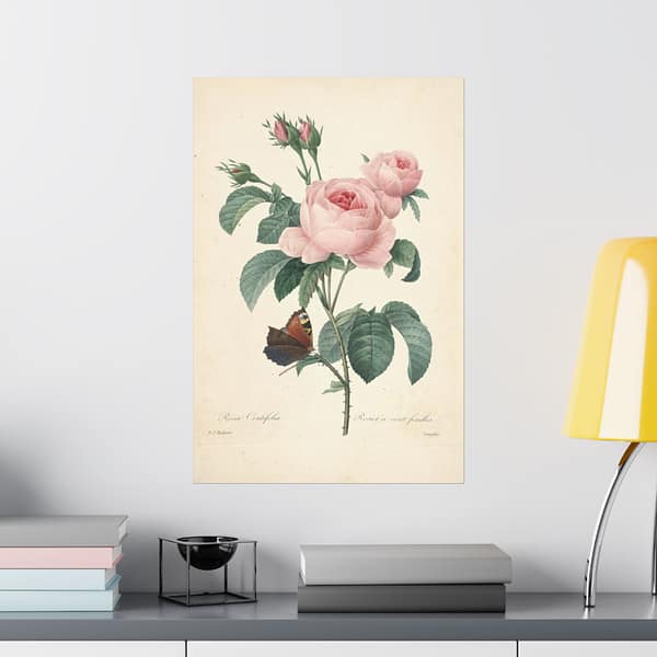 16394744743418685569_2048.jpeg Rosa Centifolia (Rosier à cent feuilles) – Pierre-Joseph Redouté (c. 1817-24) – Botanical Poster Print