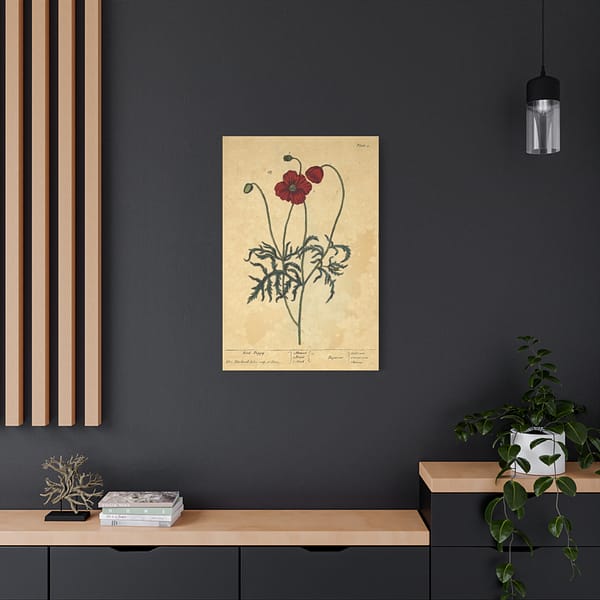 16414711415315914447_2048.jpeg Red Poppy (Papaver, rubrum, erraticum, rhoeas), A Curious Herbal – Elizabeth Blackwell (1737) – Botanical Canvas Print