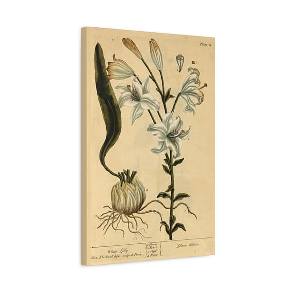 164721505866478434_2048.jpeg White Lily (Lilium album), A Curious Herbal – Elizabeth Blackwell (1737) – Botanical Canvas Print