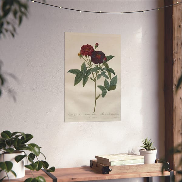 16525643390509788250_2048.jpeg Rosa Gallica Purpurea Velutina Parva (Rosier de Van-Eeden) – Pierre-Joseph Redouté (c. 1817-24) – Botanical Poster Print
