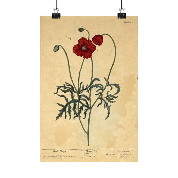 1656786022909059186_2048.jpeg Red Poppy (Papaver, rubrum, erraticum, rhoeas), A Curious Herbal – Elizabeth Blackwell (1737) – Botanical Poster Print