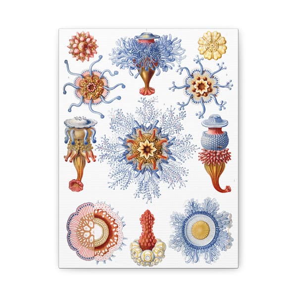 16587939295905577582_2048-1.jpeg Siphonophorae, Kunstformen der Natur, plate 17 – Ernst Haeckel (1904) – Natural History Canvas Print