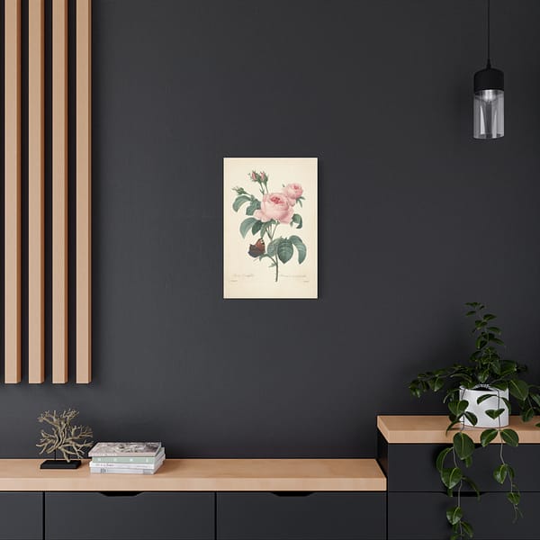 16605992605310263173_2048.jpeg Rosa Centifolia (Rosier à cent feuilles) – Pierre-Joseph Redouté (c. 1817-24) – Botanical Canvas Print