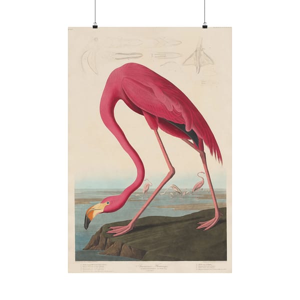 16633509878086085055_2048.jpeg American Flamingo, Birds of America – John James Audubon (1838) – Natural History Poster Print
