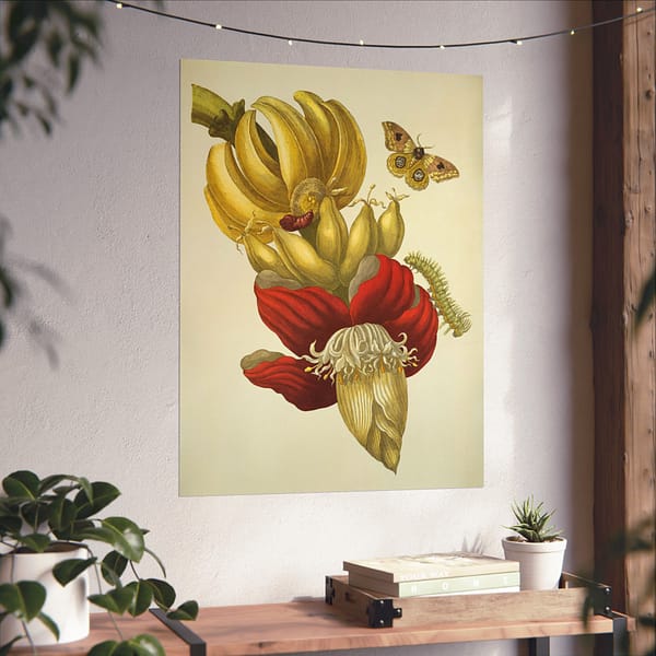 16662603840080075132_2048.jpeg Banana Flower and Fruit, Metamorphosis Insectorum Surinamensium – Maria Sibylla Merian (1705) – Botanical Poster Print
