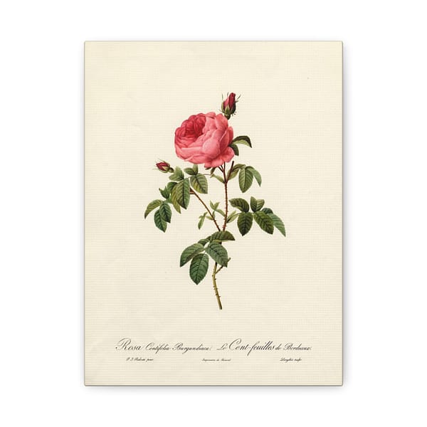 16720460151766919325_2048.jpeg Rosa Centifolia Burgundiaca (le Cent-feuilles de Bordeaux) – Pierre-Joseph Redouté (c. 1817-24) – Botanical Canvas Print
