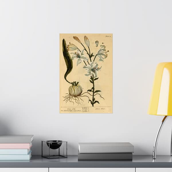 1703047819078117600_2048.jpeg White Lily (Lilium album), A Curious Herbal – Elizabeth Blackwell (1737) – Botanical Poster Print
